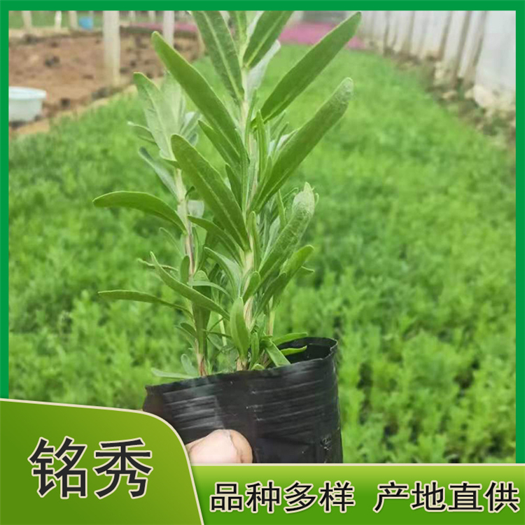 薰衣草小苗 薰衣草花海用苗 薰衣草基地供应