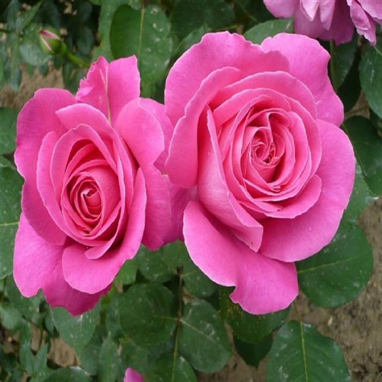 绿化用月季苗  丰花月季观赏  可用作布置花坛、配植花篱、花架
