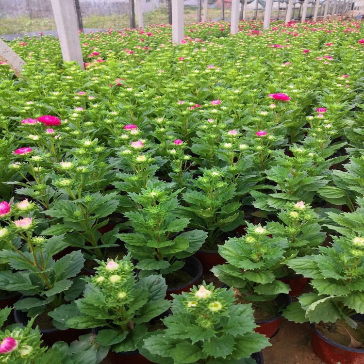出售翠菊   翠菊供应商  市政绿化翠菊
