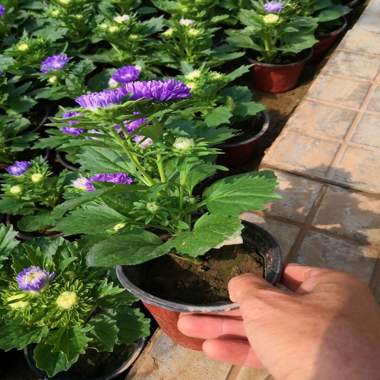 大量供应翠菊   翠菊供应商  青州四季草花基地