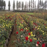 花坛点缀月季花  大花月季小苗  可用于园艺栽培和切花