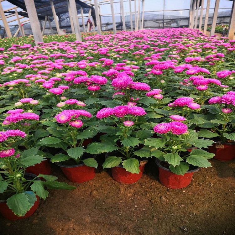 生态花卉翠菊   翠菊供应商  翠菊种植基地