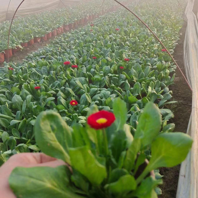 雏菊观赏苗种植 青州花卉雏菊观赏苗 价格优惠