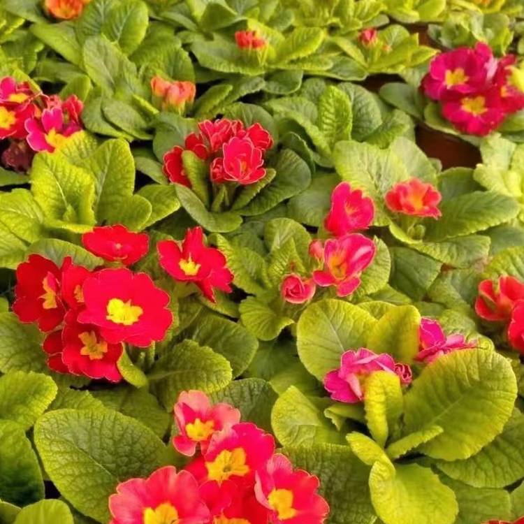 青州种植基地雏菊观赏苗供应 雏菊观赏苗 观赏价值高