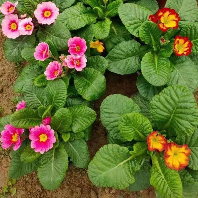 青州花卉雏菊小苗行情 雏菊小苗 打造网红花海