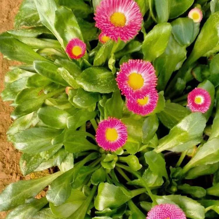 山东中嘉雏菊观赏苗价格 雏菊观赏苗 打造网红花海