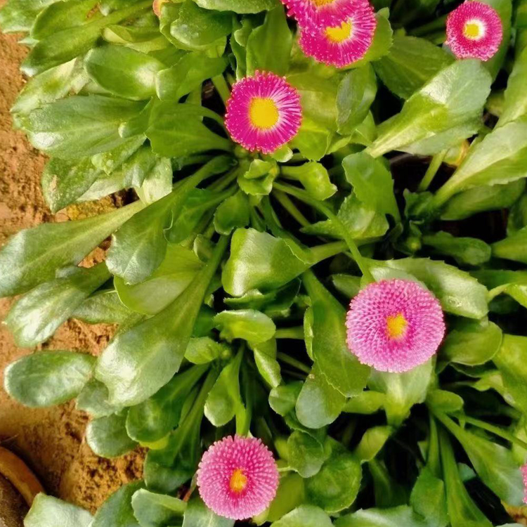 中嘉种植基地雏菊小苗供应 雏菊小苗 打造网红花海