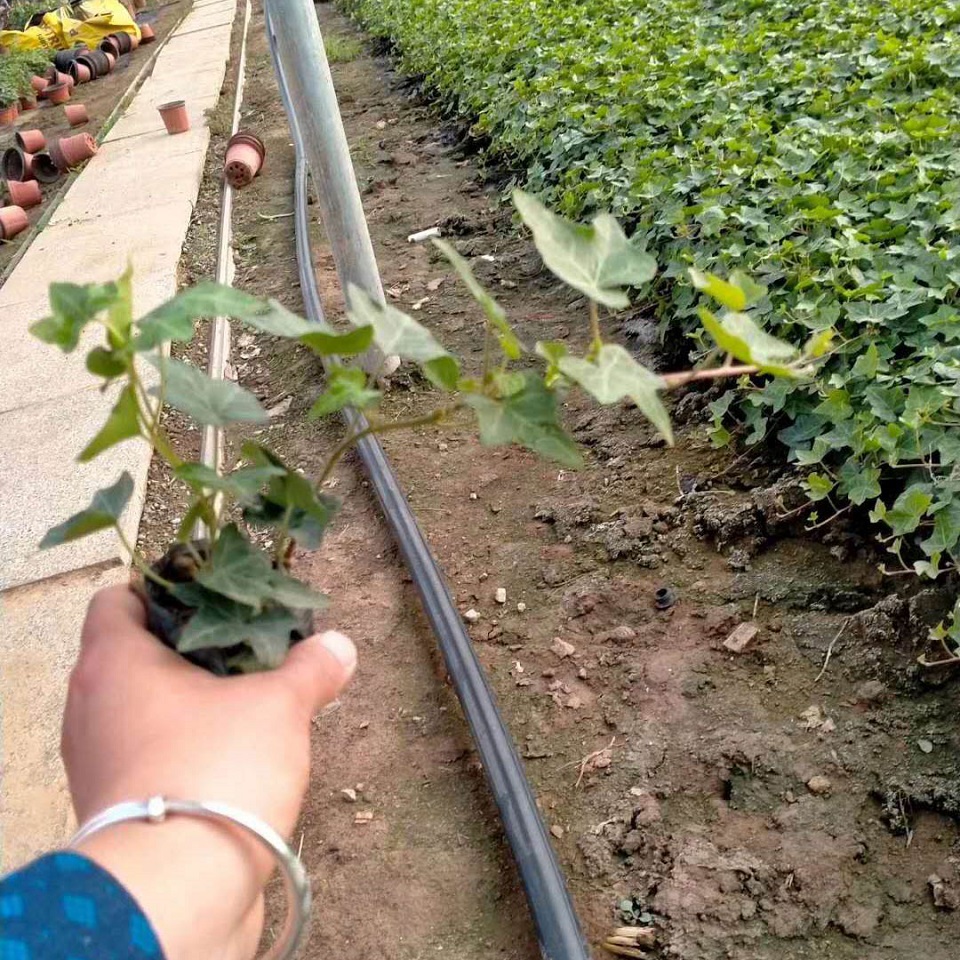 花叶常青藤价格  常青藤批发基地  供应攀援植物常青藤