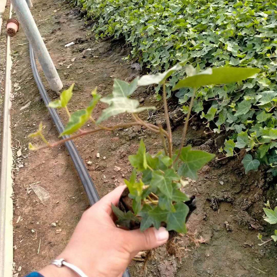 花叶常青藤价格  常青藤大量出售  供应攀援植物常青藤