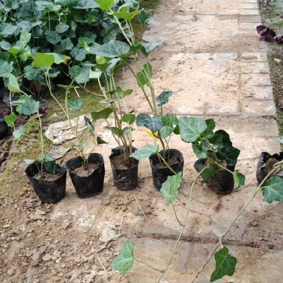 金边常青藤价格  常青藤批发基地  办公司绿植常青藤