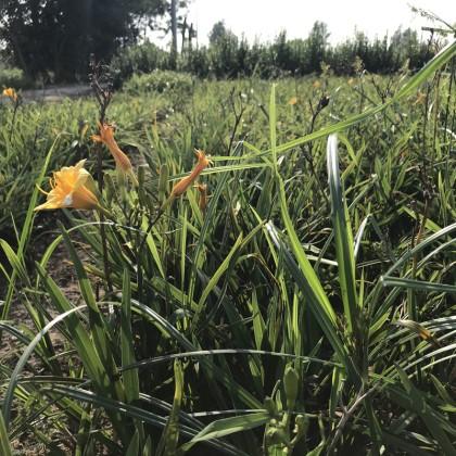工程景观用大花萱草  大花萱草报价  大花萱草种植基地