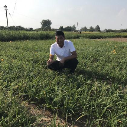 宸涵  大花萱草价格  园林绿化花种苗