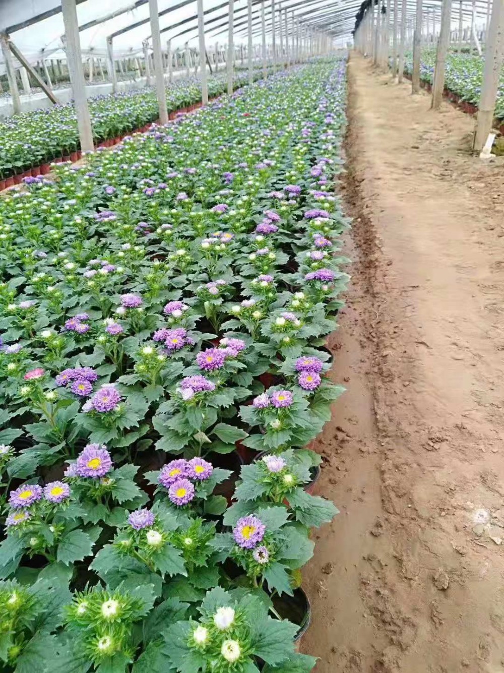 青州四季草花基地  翠菊基地  价格优惠