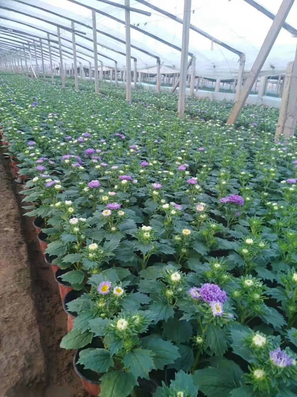 时令草花翠菊  翠菊价格  养护简单