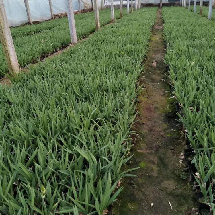 宸涵  大花萱草批发商  花海培育品种
