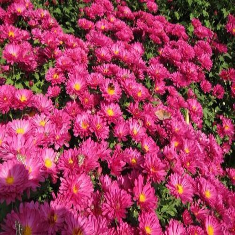 市政绿化翠菊  翠菊基地  色系丰富