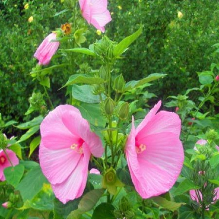 出售  大花秋葵种植基地  基地批发价