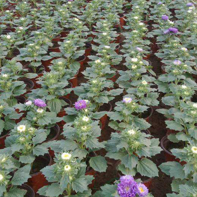 时令草花翠菊  翠菊批发  色系丰富
