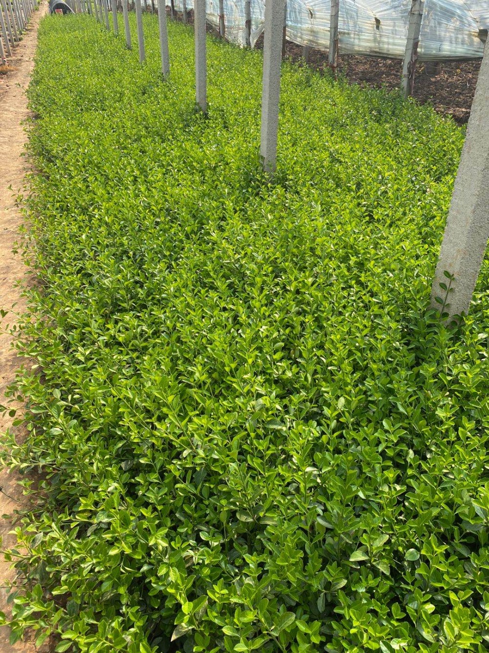 宸涵  小叶扶芳藤种植基地  大量出售扶芳藤幼苗