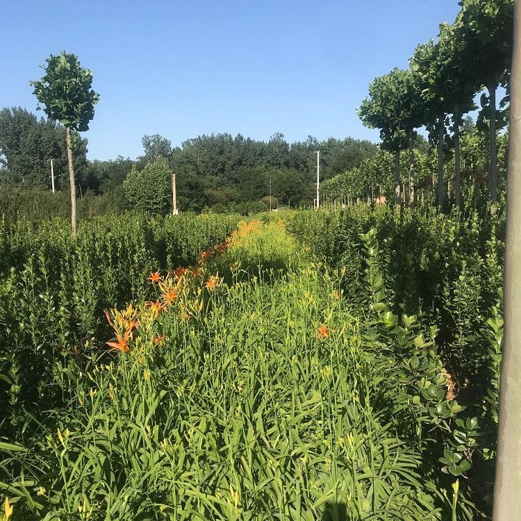 宸涵  大花萱草苗圃直发  园林绿化花种苗