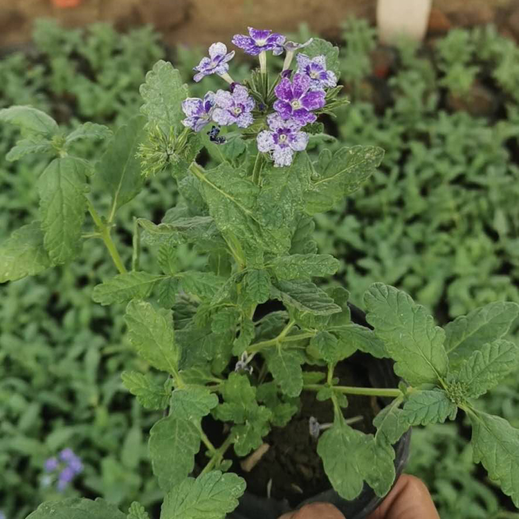 青州种植基地双色盆美女樱 基地推荐美女樱供应