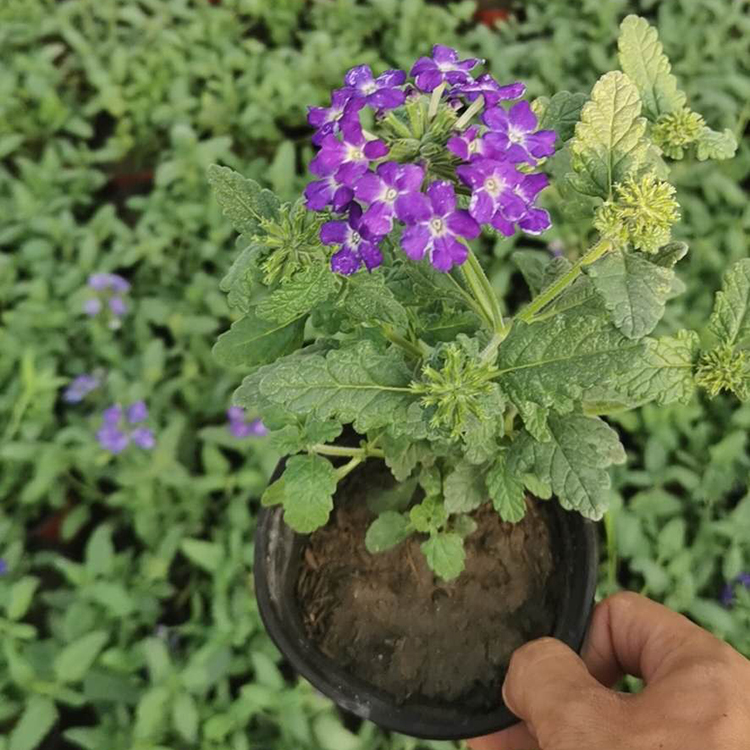 青州花卉美女樱花海用苗 节节生根美女樱报价