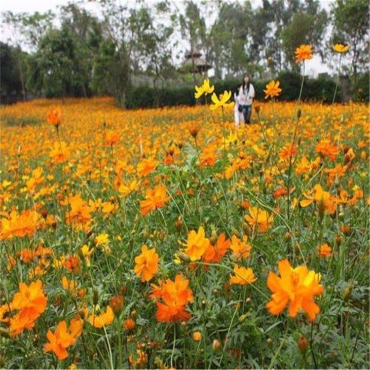 硫华菊 山东硫华菊种子供应 质优价廉