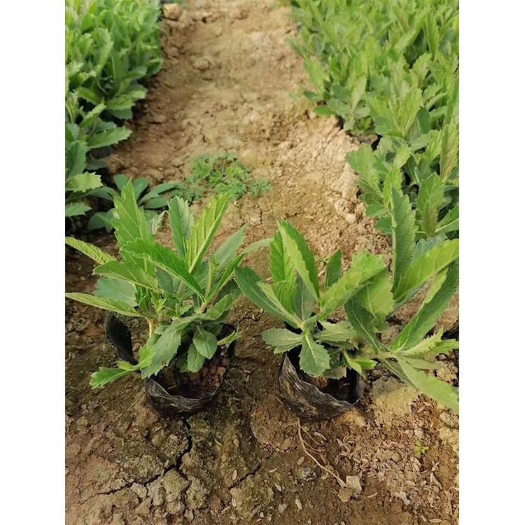 桑托斯马鞭草价格 直供 发车 桑托斯马鞭草直供 