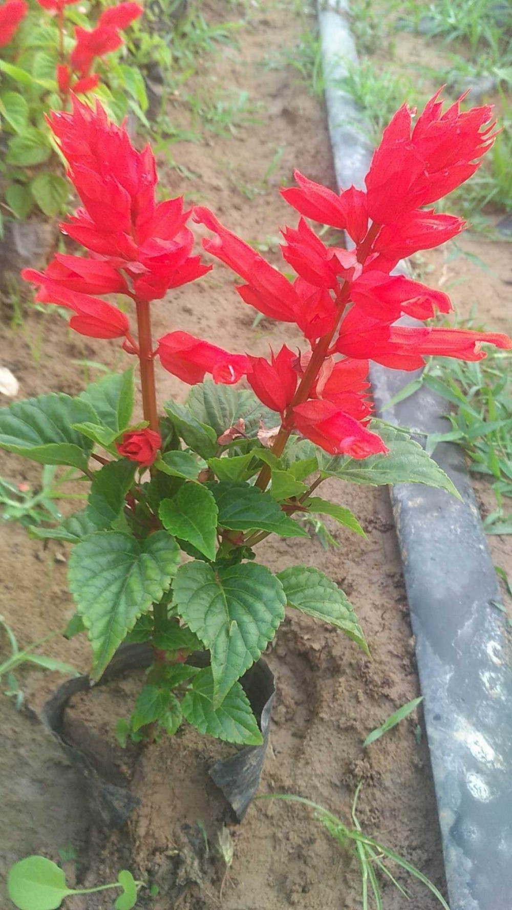 静竹  鸡冠花种植  色红鲜艳花期长