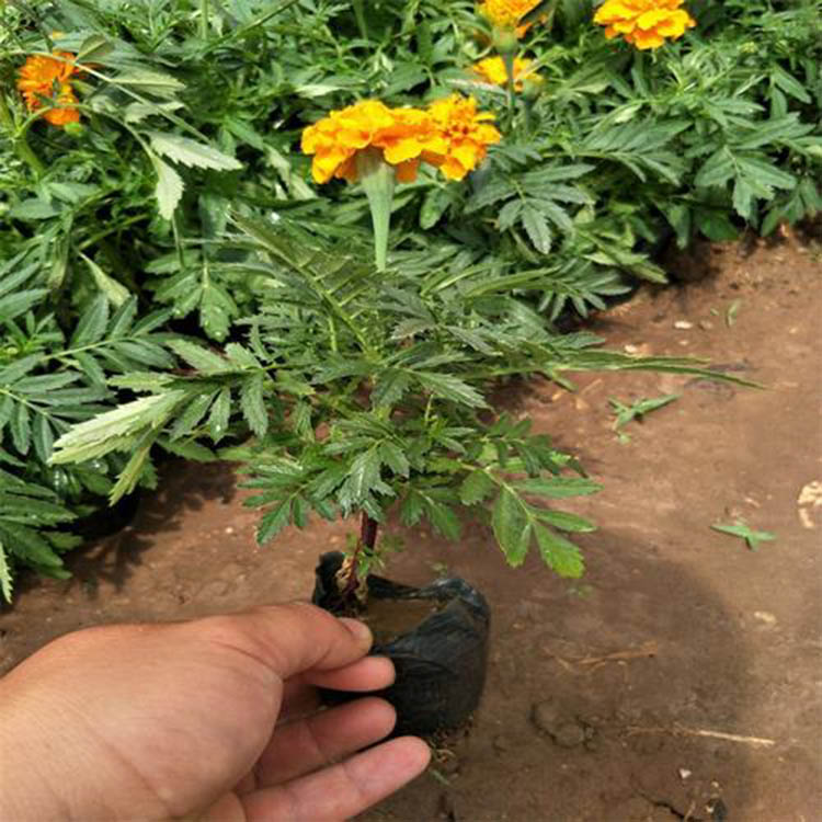 节日租摆草花孔雀草  孔雀草杯苗   花海工程用苗