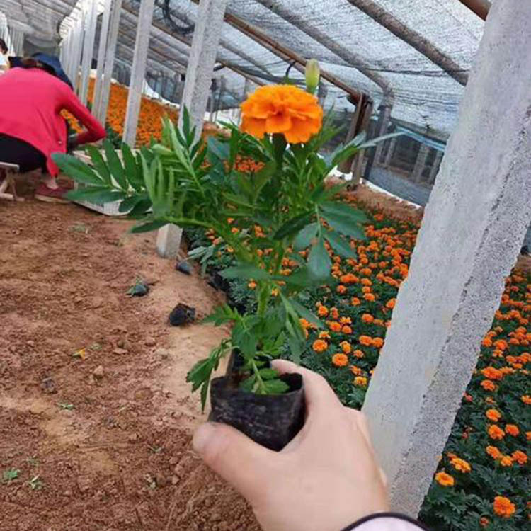 市政绿化用孔雀草苗  孔雀草花海  景观工程报价