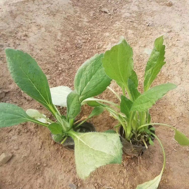 麦田   黑心菊出售   花期又长