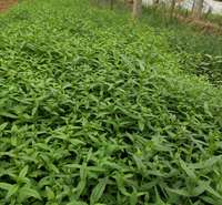 麦田  千屈菜批发  花朵繁茂，花期长
