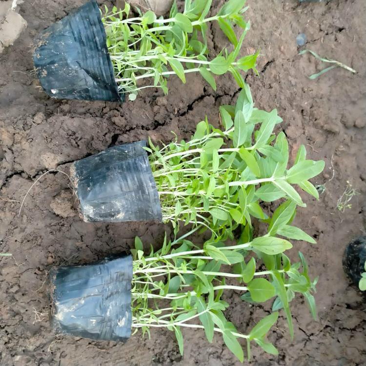 麦田  千屈菜批发  花朵繁茂，花期长