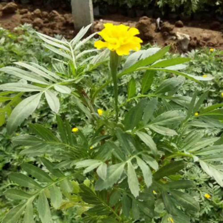 适应性强 山东孔雀草小苗基地