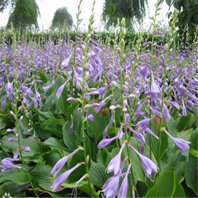 麦田  玉簪苗价格  花期长