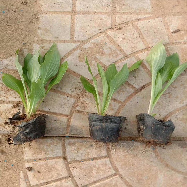 麦田  玉簪种植基地  观赏性好