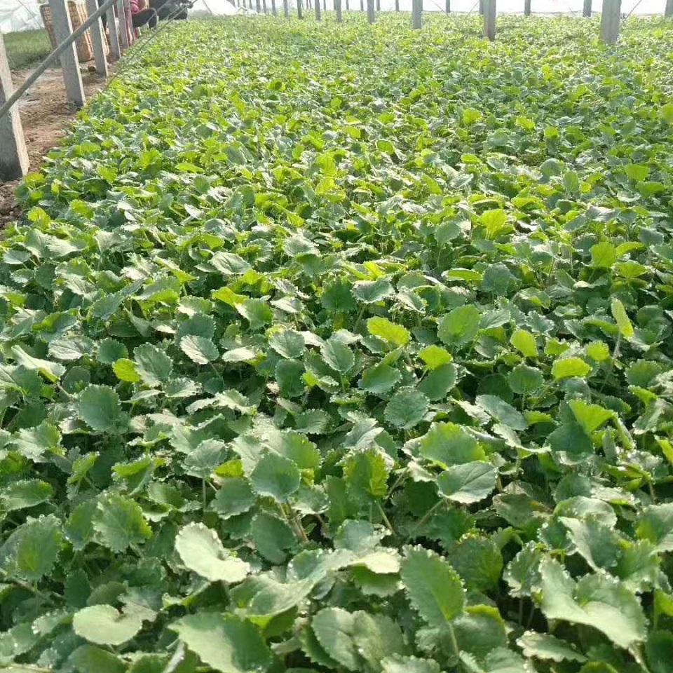 基地直发  二月兰种植基地  假山草地观赏绿化