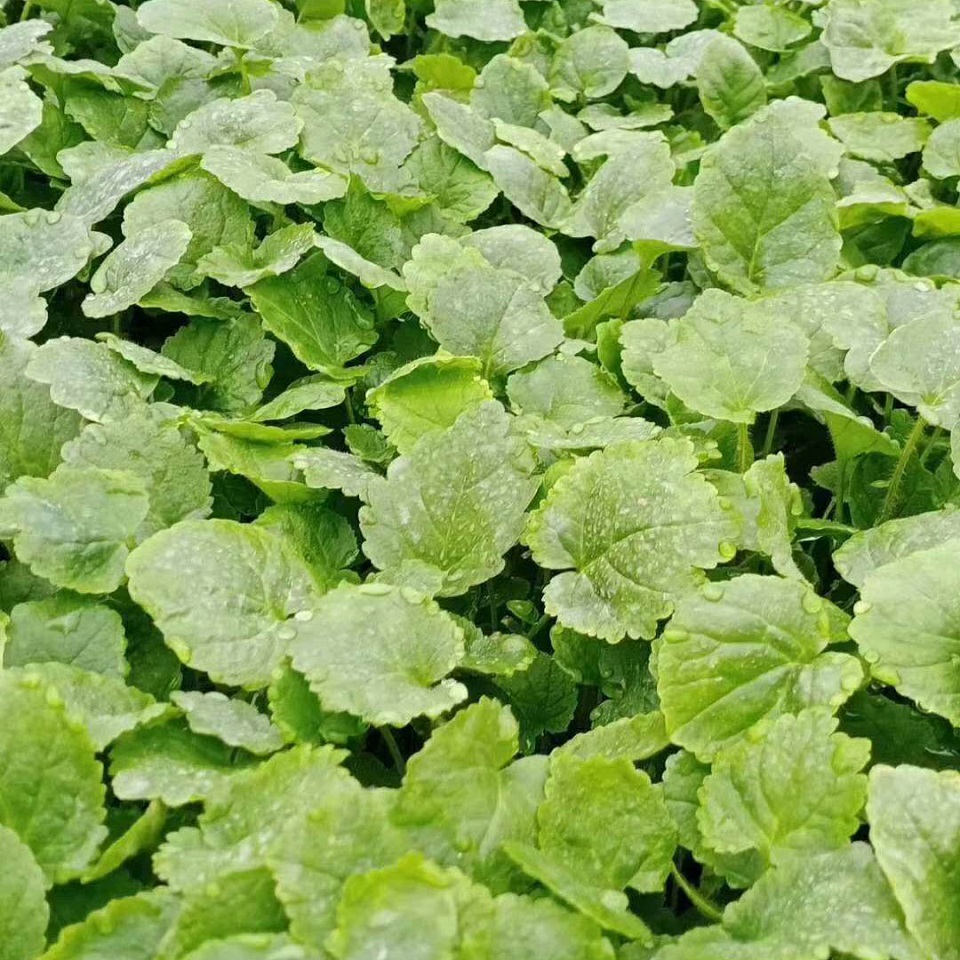 基地直发  二月兰种植基地  诸葛菜