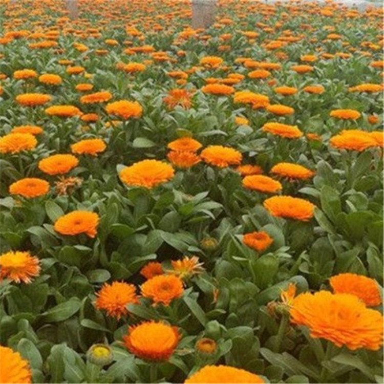 金盏菊花海工程苗  金盏菊报价  金盏菊小苗培育