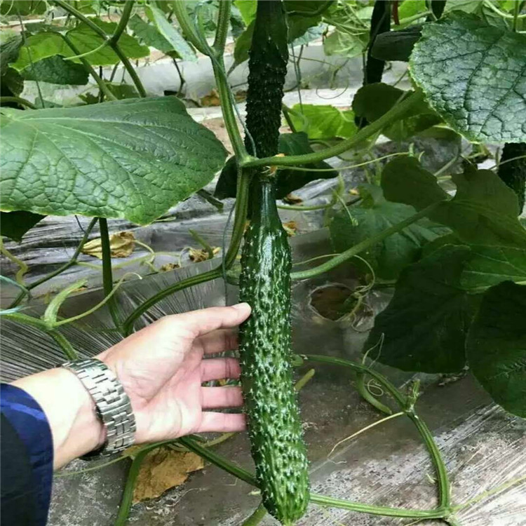 温室种植黄瓜种苗批发好价    温室种植黄瓜种苗