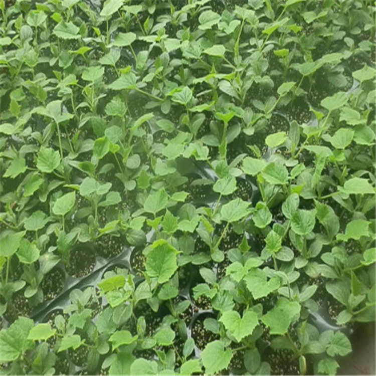 短把密刺黄瓜嫁接苗育苗基地发货    短把密刺黄瓜嫁接苗