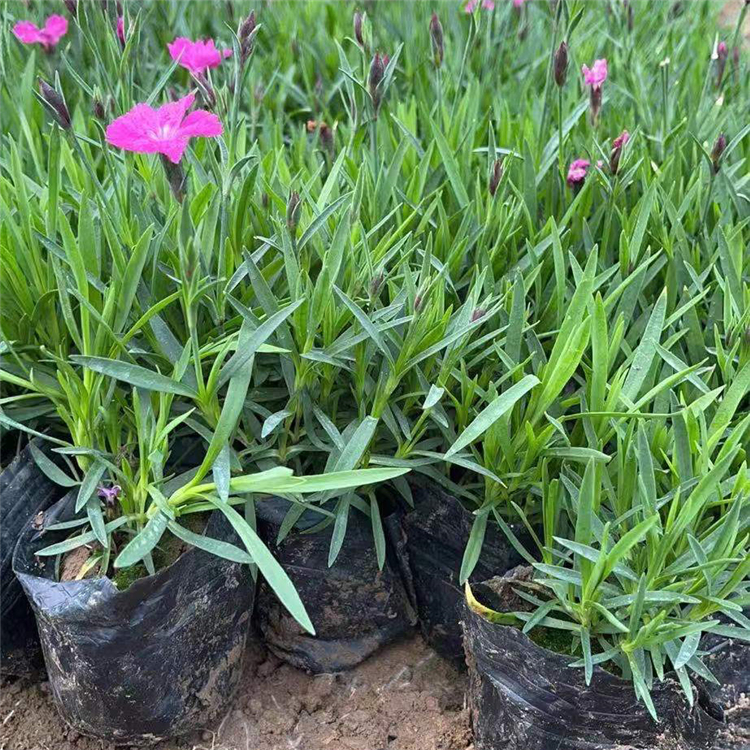 欧石竹花苗  欧石竹价格 浅色系草花，可用于花海打造