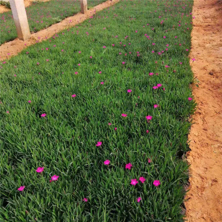 营养杯欧石竹  欧石竹盆栽 植株低矮