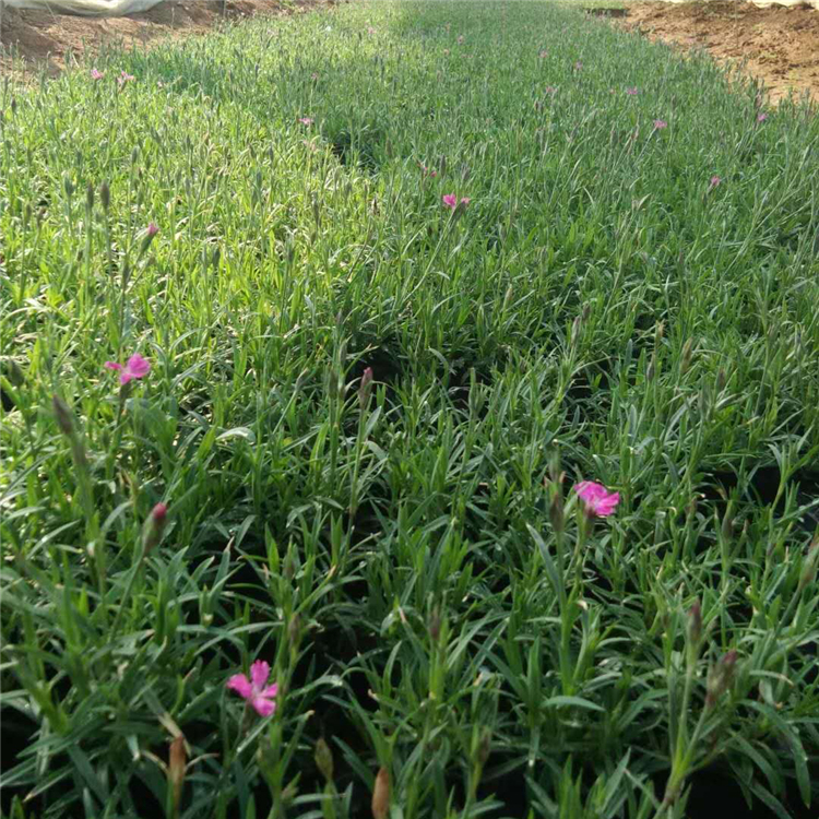 欧石竹花苗  欧石竹盆栽 耐寒抗旱