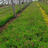 旭腾  欧石竹杯苗  欧石竹盆栽  浅色系草花，可用于花海打造