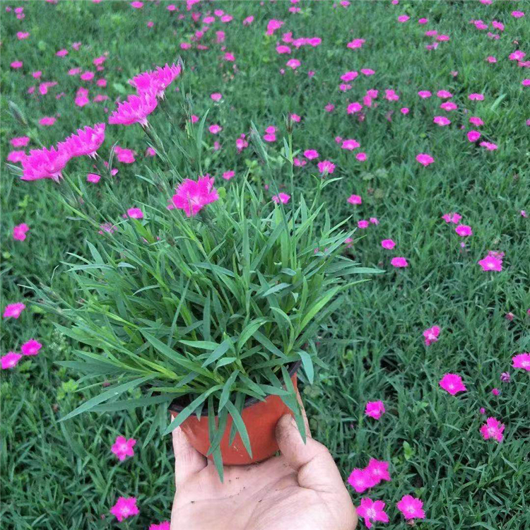欧石竹杯苗  欧石竹批发 植株低矮