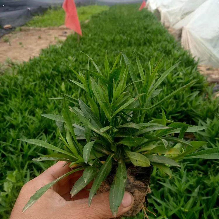 荷兰菊花苗 上盆荷兰菊供货商 慧帆花卉 基地供应