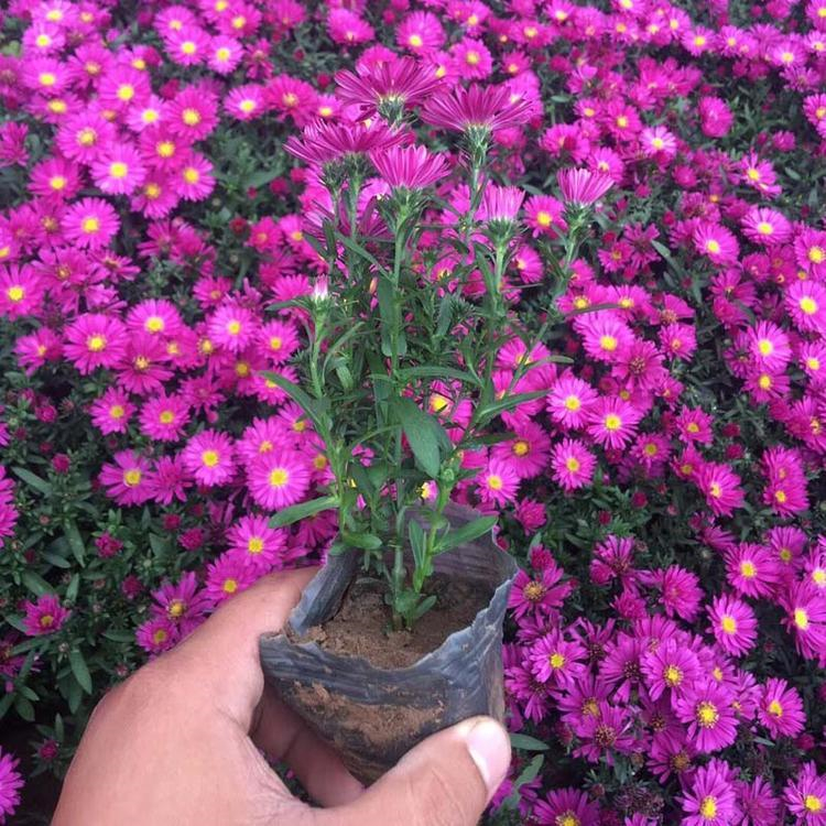 荷兰菊 大量供应荷兰菊营养杯 荷兰菊上盆花卉