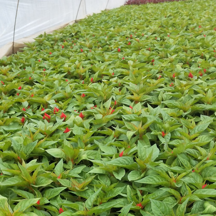 青州种植基地花坛用鸡冠花 适应性较强 一支笔价格